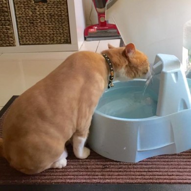 Water fountain cat