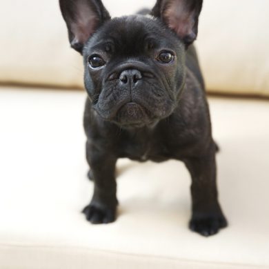 Harry, the sweetest buldog pup