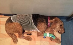 Snake Bite Dixie recovering Nov2014 (2)