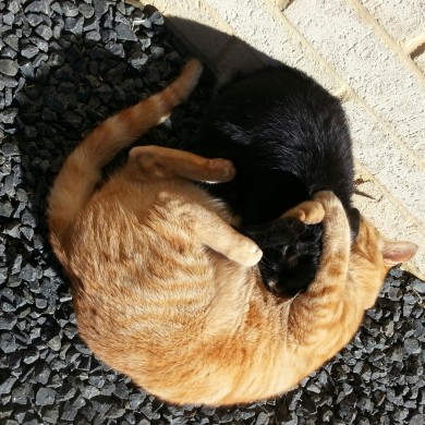Diego the rabbit & Marigold the cat