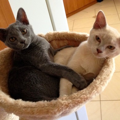 Sonic & Shadow from Beckenham