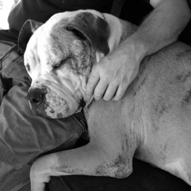 McClane the dog