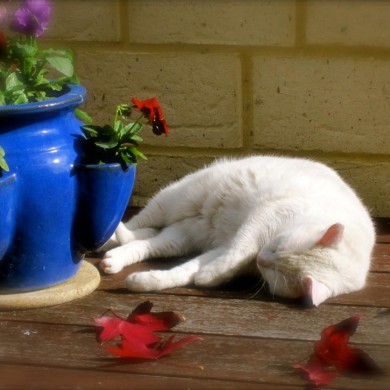 Aleena the cat