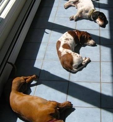 Dogs in sun