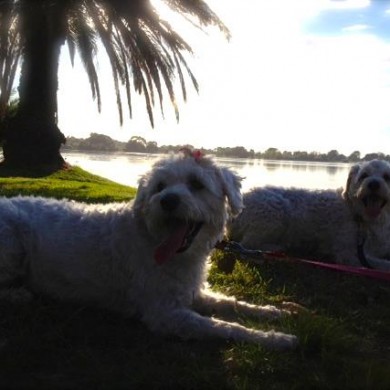 Happy pooches
