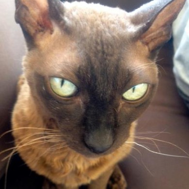 Siamese cat