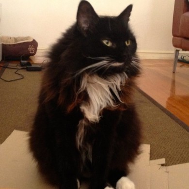 Cat on a box