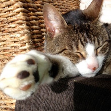 Paw-fect cat