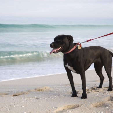 At the beach