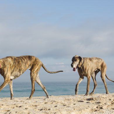 Beautiful two pups