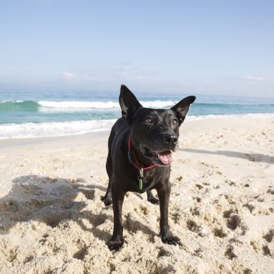The beach is awesome