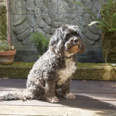 Pepper