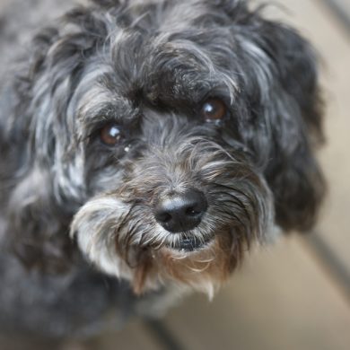 Miss Pepper