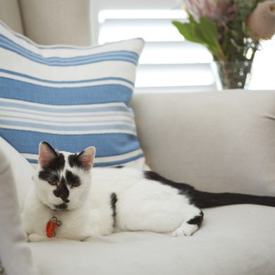 Black and white cat