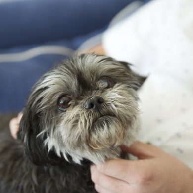 A model dog