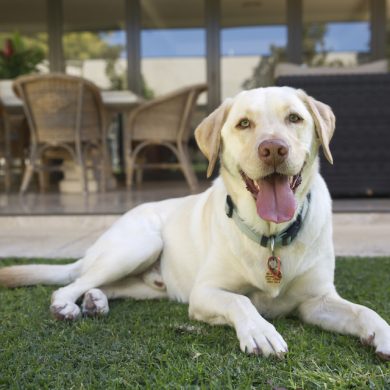 Gorgeous white labrador