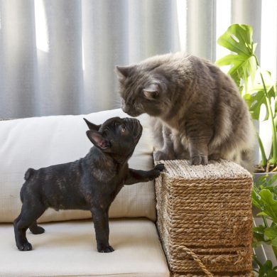 Like cat and dog