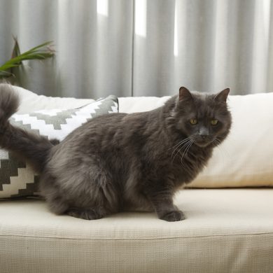 Gorgeous cat