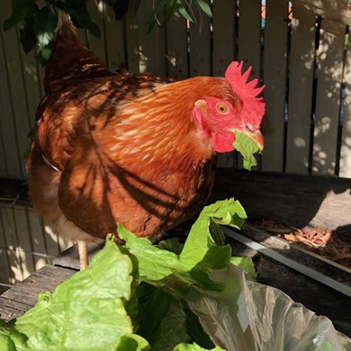 A fresh lettuce feast #winning