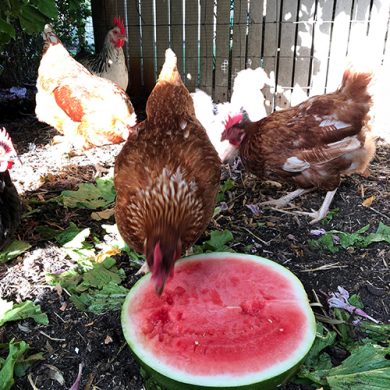 Treating the chooks to a watermelon – they’re feeling this heat too!