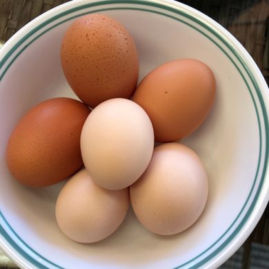 Some sits have more benefits then others – fresh eggs for breakfast !